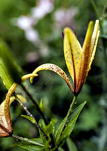 在花瓣上撒着雨滴的 黄虎百合百合生活老虎植物群图片