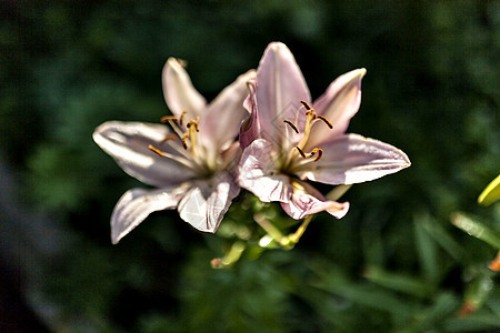 粉红百合 有滴雨 柔软的焦点脆弱性投标植物叶子植物群水滴花园雨滴紫色花瓣图片