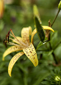 黄老虎莉莉 花瓣上有雨滴老虎百合生活植物群图片