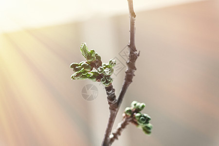 新樱桃 苹果树枝 与年轻的芽和叶子 在S宏观园艺植物学花瓣植物天空蓝色水果果园生长图片