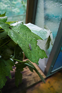 颗粒芳香蝴蝶植物叶子红色花蜜野生动物毛虫昆虫区系昆虫学图片