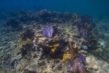 深海珊瑚礁荒野盐水海床海上生活海洋阳光野生动物海景海洋生物珊瑚图片