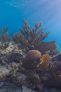 加勒比珊瑚礁鱼类动物珊瑚礁海洋生物潜水蓝色野生动物阳光浮潜荒野图片