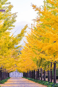 Ginkgo 路本乡季节万代树叶公园校园植物城市森林花园图片