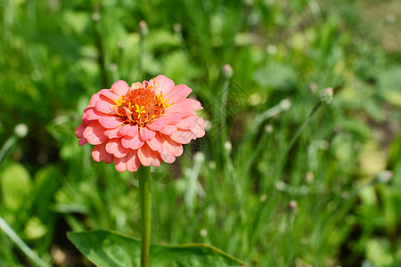 粉粉色银河花 有一层层花瓣图片