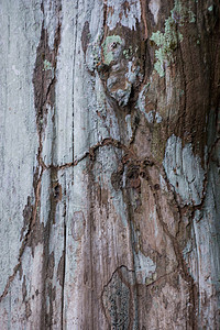 巴拿马树皮背景纹理户外热带木材环境墙纸松树树干皮肤植物森林灰色宏观图片