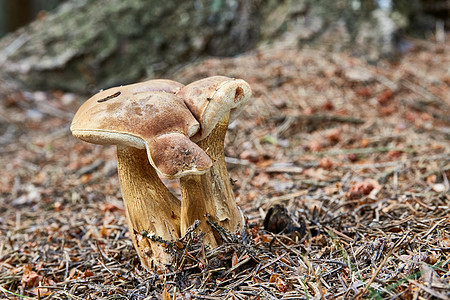 Tylipilus在自然环境中坠落食物男人照片木头菌类宏观季节植物植物学危险图片