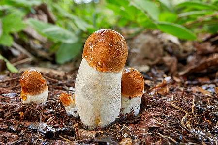 天然环境中的铀浓缩液季节橙子刀疤美食植物群植物红帽烹饪菌类蘑菇图片