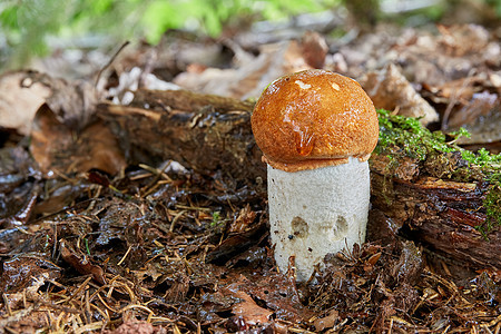 天然环境中的铀浓缩液橙子叶子美食荒野森林桔皮烹饪蘑菇植物刀疤图片