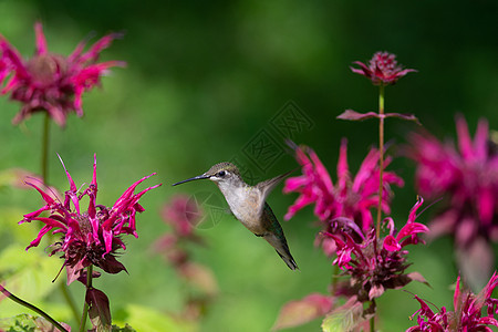 蜂鸟在蜜蜂光花旁徘徊野生动物绿色紫色动物花园飞行鸟类羽毛翅膀花朵背景图片