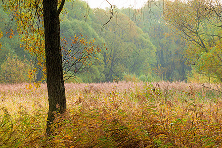 秋林边缘高草草 在阴云的一天图片