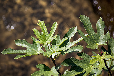 莱科Como湖种植的Fig树图片