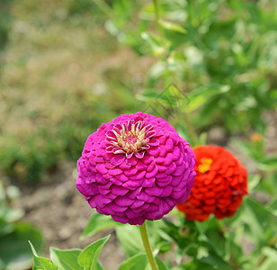 夏季大粉红锌花背景图片