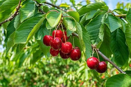 树上有许多新鲜的和开立的樱桃收成叶子水果农场浆果果园生长红色食物图片
