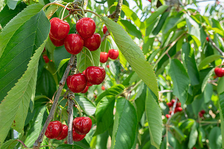 树上有许多新鲜的和开立的樱桃叶子果园生长收成食物水果红色农场浆果图片