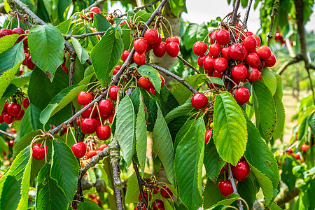 树上有许多新鲜的和开立的樱桃食物红色生长水果果园收成浆果叶子农场图片