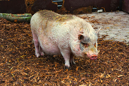 农场的家养猪 猪或野猪母猪场地游戏猪肉黑色配种养猪场摄影尾巴谷仓图片