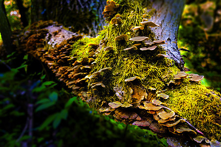 在树干覆盖的苔上 贴上一连串蘑菇图片