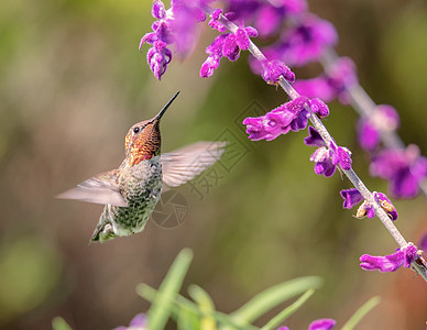 安娜的蜂鸟带着紫花飞翔飞行野生动物翅膀照片红色女性动物红喉航班白色图片
