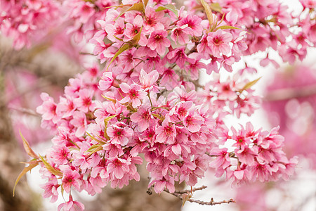 樱花花植物群白色季节叶子柔软度樱花花瓣公园花园粉色图片