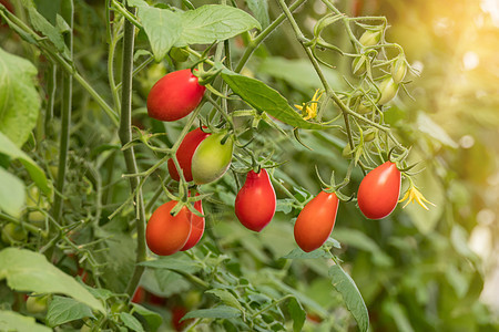 新鲜熟熟西红柿团体花园红色沙拉食物叶子收成生长农场衬套图片