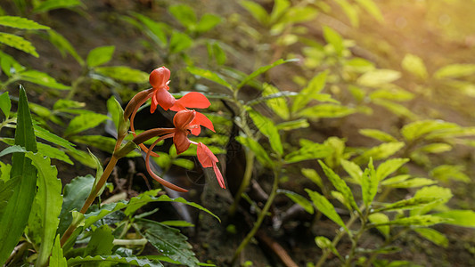 哈贝纳里亚罗多切拉万斯森林兰花生长季节植物群国家公园花园热带宏观图片