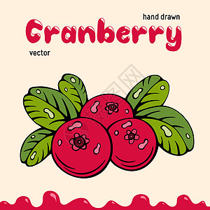 蔓越莓矢量图像 红色和绿色的涂鸦蔓越莓矢量插图 用于菜单包装设计的蔓越莓浆果图像 蔓越莓的矢量浆果图像植物水果草图手绘框架标识边图片