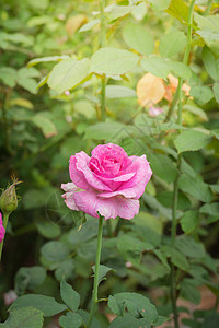 花园里的玫瑰花树叶情人植物群日光粉色玫瑰绿色花瓣图片