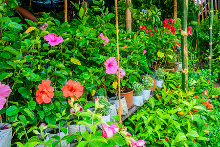 温室的鲜花亮丽多彩零售花朵商业园艺颜色中心进出口农场苗圃植物图片
