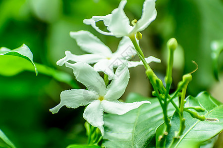 花园里的茉莉花紧贴在一起花草花瓣植物芳香微距香味白花树叶气候化妆品图片