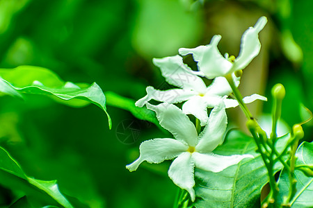 花园里的茉莉花紧贴在一起植物灌木热带香气植物学微距芳香气候香味摄影图片