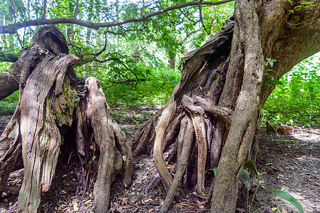 大老树干丛林环境热带木头生长风景棕褐色植物苔藓森林图片