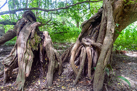 大老树干热带公园环境丛林苔藓木头植物棕褐色生长森林图片