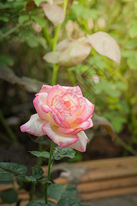 花园里的玫瑰花情人玫瑰花瓣绿色粉色树叶植物群日光背景图片