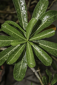 带水滴的植物叶刀刃环境雨滴植物学奢华叶子绿叶宏观草地珍珠图片