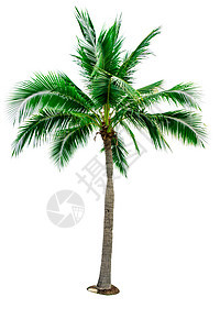 在与拷贝空间的白色背景隔绝的椰子树 用于广告装饰建筑 夏天和海滩的概念 热带棕榈树植物群植物学树叶旅行棕榈椰子生长天堂植物叶子图片