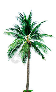 在与拷贝空间的白色背景隔绝的椰子树 用于广告装饰建筑 夏天和海滩的概念 热带棕榈树天堂树叶叶子建筑学棕榈椰子异国晴天设计生长图片