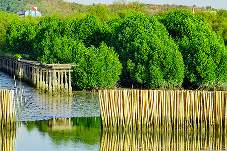 海中红树林用干竹制成的防浪围栏 以避免海岸侵蚀图片