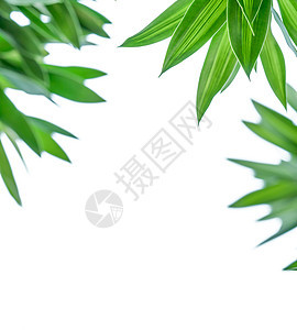 在白色背景的绿色叶子与拷贝空间 用于宣传自然概念图片