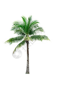 在白背景上隔离的椰子树 用于广告装饰建筑 夏季和海滩概念植物植物群树叶白色叶子绿色异国棕榈植物学热带图片