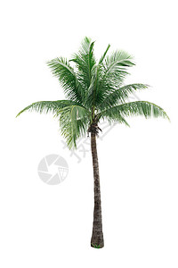 在白背景上隔离的椰子树 用于广告装饰建筑 夏季和海滩概念树叶树干椰子叶子热带情调棕榈植物天堂异国图片