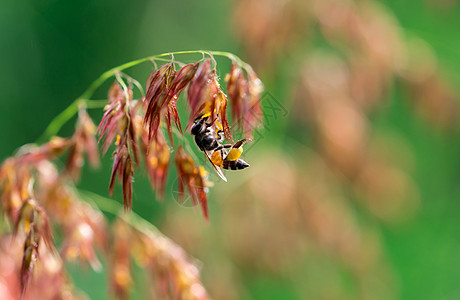 黑黄蜜蜂吸食粉红花蜜桃(梅利尼丝再)图片