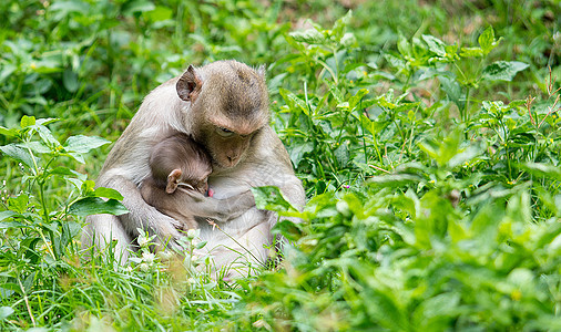 猴子坐在野草中从乳房里喂养他的宝宝图片