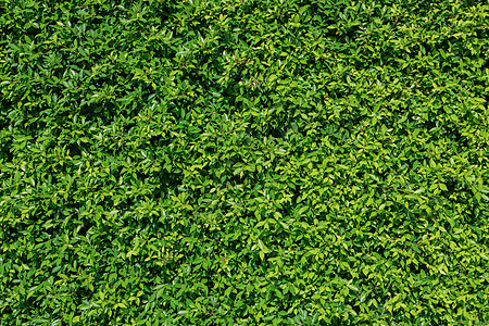 绿色植物叶子纹理背景植物树叶生态花园绿色生长环境宏观森林图片