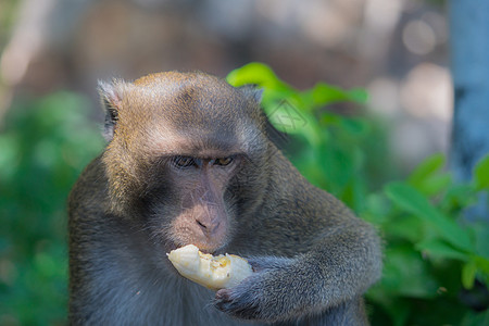 独自吃香蕉的猴子图片