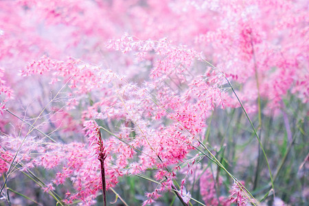 情人节背景模糊的粉红花(梅利尼斯再现)图片