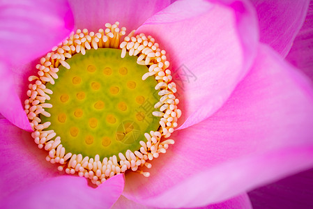 粉色莲花的顶端景色 在佛教中 莲花与纯洁 精神觉醒和忠诚息息息相关 水生植物植物学植物群花瓣沉思宏观核桃属情调植物热带佛教徒图片