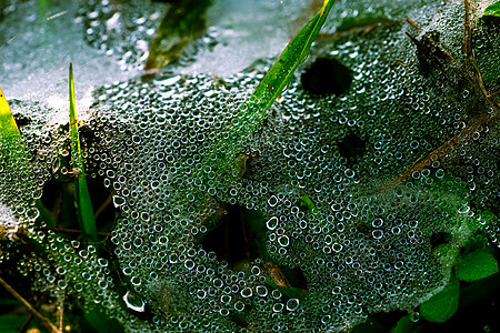 早上在绿草之间下雨后 蜘蛛网上滴水的宏图 露珠以自然模式落在了草上 (笑声)图片