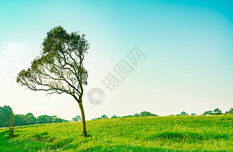 绿树与美丽的树枝图案和绿草地与白色的花朵在晴朗的蓝天背景上美丽的阳光日图片