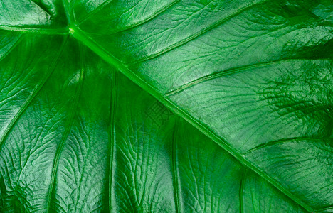 绿色叶子绿叶特写细节用于有机或天然化妆品的背景 自然概念 具有绿色纹理的热带叶子 生态背景 苯教叶的美丽图案背景